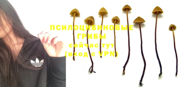 крисы Аркадак